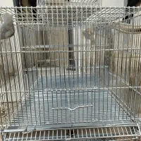قفس سهره فضله گیر دار