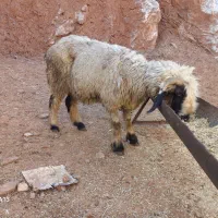 میش ۸میلیون