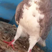 کبوتر خوشرنگ. شهری