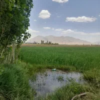 جویای کار