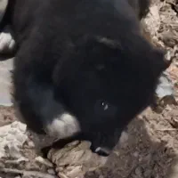 توله نر قدری جونی زیبا|سگ|برازجان, |دیوار