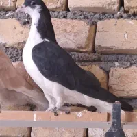 کفتر به شرط همچی پرشی جفتی