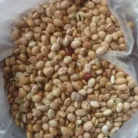 لوبیا چیتی|خوردنی و آشامیدنی|معصومیه, |دیوار