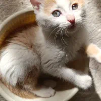 بچه گربه ملوس. واکسن خورده|گربه|پاکدشت, پاکدشت (مامازند)|دیوار