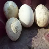 تخم قو غاز  سفید