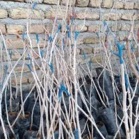 درخت پسته پیوندی وغیرپیوندی یه ساله دوساله سه ساله|گل و گیاه طبیعی|حسن آباد, |دیوار