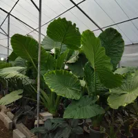 بابا آدم گلخانه ای