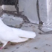 کبوتر شهرضا|پرنده|شهرضا, |دیوار