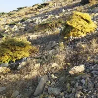 جاشیر|حیوانات مزرعه|دهدشت, |دیوار