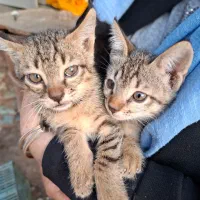 واگذاری بچه گربه دوماهه