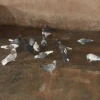 پرنده با قفس|پرنده|ایوان, |دیوار