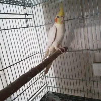 عروس هلندی مولد