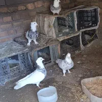 کفتر طوقی الماسی زرین با قیمت خوب