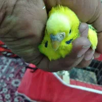 مرغ عشق دستی