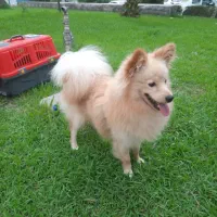 سگ پامر اشپیتز بسیار زیبا و کمیاب|سگ|قائمشهر, |دیوار