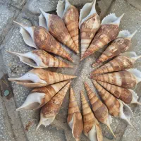 آکواریوم شیشه خم|ماهی|کرمانشاه, |دیوار