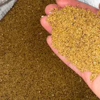 بذر یونجه محلی