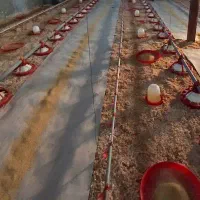 استخدام کارگر مرغداری گوشتی