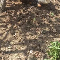 اردک نژاد دار کاکلی محلی