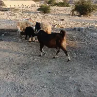 میش با بز|حیوانات مزرعه|خورموج, |دیوار