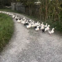 حیوانات مزرعه|حیوانات مزرعه|رشت, تازه آباد|دیوار