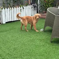 سگ گلدن رتریور واگذاری|سگ|گرگان, |دیوار