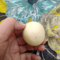 سنگ آسیاب بزرگ قیمت 10000000|کلکسیون اشیاء عتیقه|نیشابور, میدان حافظ|دیوار