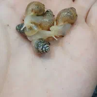 بچه حلزون ۲۰ روزه|خزنده|تهران, مدائن|دیوار