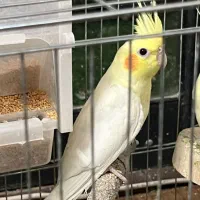 عروس هلندی لوتینو|پرنده|اصفهان, خواجو|دیوار