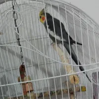عروس هلندی