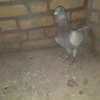 کبوتر