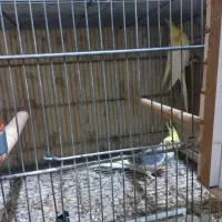 فروش عروس هلندی بالغ و جفت مولد|پرنده|هشتگرد, مدرس|دیوار