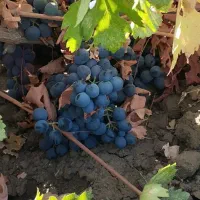 قلمه انگور ریشه دار