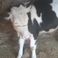 گوساله فروشی