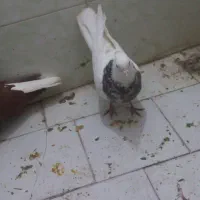 کبوتر|پرنده|سبزوار, اسلام آباد|دیوار