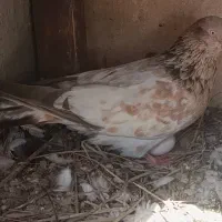 کبوتر|پرنده|شبانکاره, |دیوار