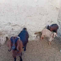 بزی