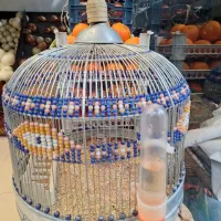 طرقی فروشی با قفس|پرنده|تهران, قبا|دیوار