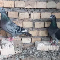 جفت پلاکی و شاهبال دورگ