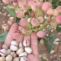 فرصت استثنایی برای خرید انواع نهال وصنوبر