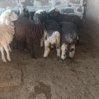 بره|حیوانات مزرعه|گتوند, |دیوار