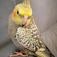 عروس هلندی مرواریدی نبات