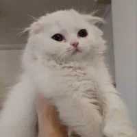 گربه