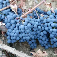 فروشی|حراج|رشت, آب و برق|دیوار