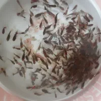 دو نفر فروشنده در ماهی وتنگ فروشی نیازمندیم|استخدام خدمات فروشگاه و رستوران|میاندوآب, |دیوار