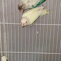 طوطی برزیلی مولد