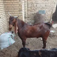 نر افغانی|حیوانات مزرعه|خرمشهر, |دیوار