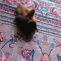 دو تا جوجه اردک