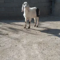 بزغاله نره|حیوانات مزرعه|بجنورد, |دیوار