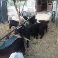 بزکهره دار دوقولو